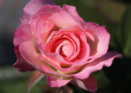 #属鸡#未来15天,4属相贵人辅助,财星临门,横财接二连三来