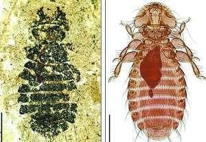 哺乳动物|上世纪七八十年代，人身上的虱子咋来的？为何现在基本看不到了？