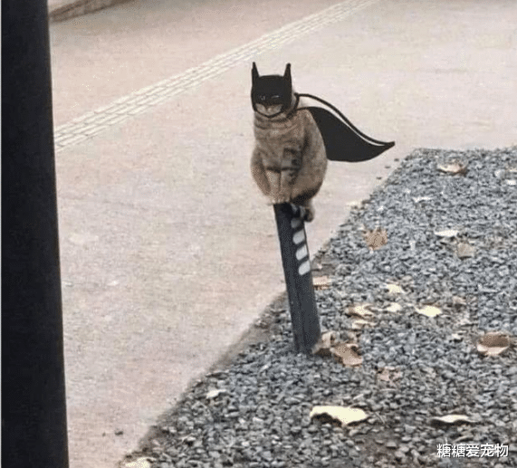 猫咪蹲路边思考猫生，结果却被网友们玩坏了，猫：呵，人类啊