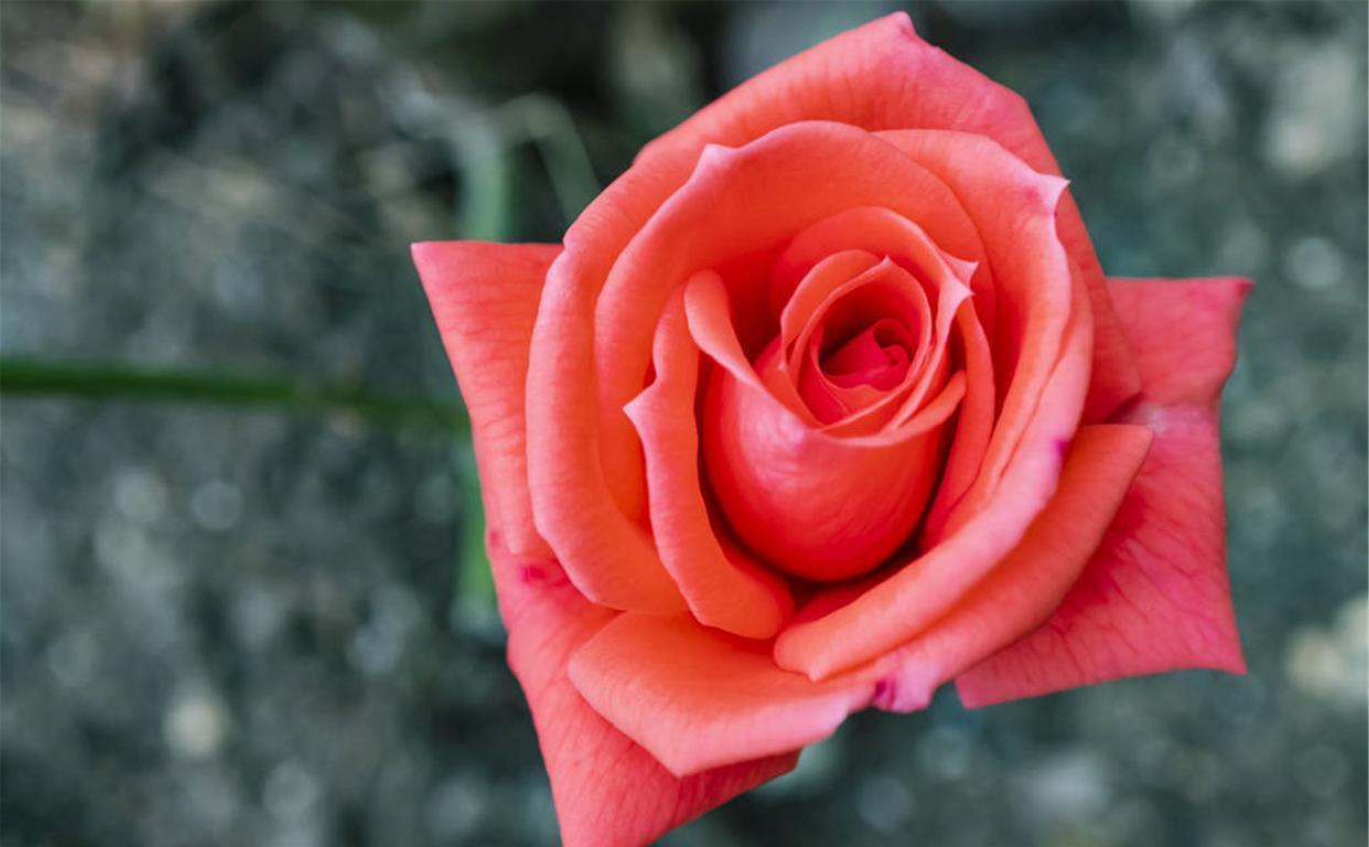 金牛座：7月欢天喜地，桃花爆棚真爱马不停蹄相遇，一生到老不分离的星座