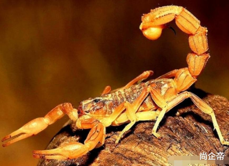 蝎子|“蝎子王，剧毒！这几种蝎子见了要躲开”