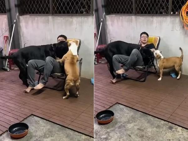 10个月的狗宝宝热情撒娇却遭嫌弃，主人：它忘记自己60公斤了