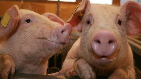 [刘永好]猪肉价格何时能重回“10元时代”，刘永好给出拐点预测