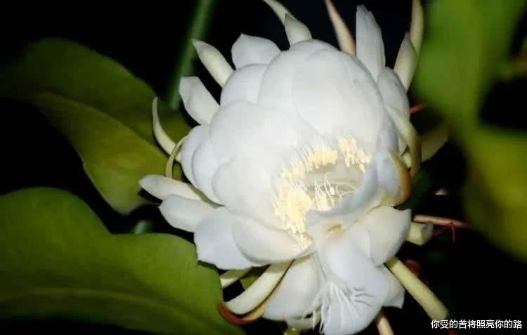 [天蝎座]6月下旬开始钱多福气旺，事业大丰收，日子富得流油的四大生肖