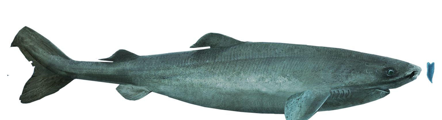 #鲨鱼#百年单身史，细述呆萌迟缓的捕猎高手——格陵兰睡鲨