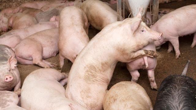 「生猪价格」猪价刚涨4天，有关部门又开会，看说了啥？猪价真要跌到解放前？