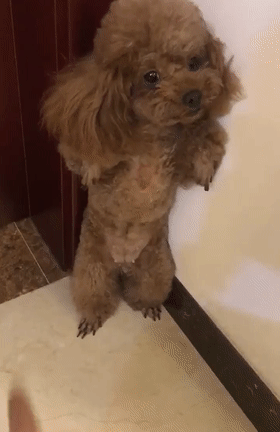 家里泰迪屁股上掉毛是怎么回事？