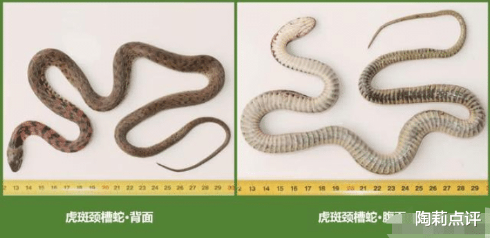 毒蛇|毒性堪比“五步蛇”却被说是无毒蛇？常见的奇特毒蛇：虎斑颈槽蛇