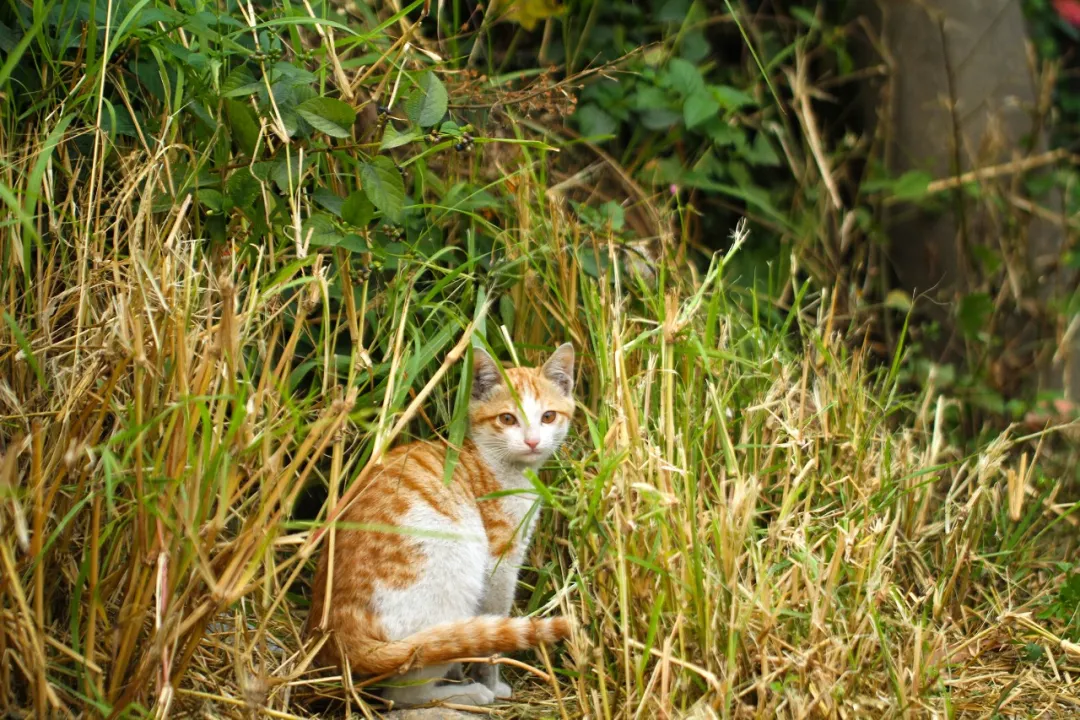 不刷春运免六怕，领个萌娃过大年！