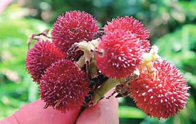 杨梅|这东西，外貌与杨梅相似，价值却要500元一斤，山坡路过别踩到