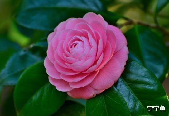 吉星|步入9月中旬,4属相吉星庇佑,事业顺心,添财添福,大吉大利