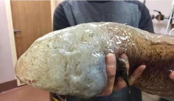 蛟龙号■海底一万米的世界，鱼已不再是鱼，蛟龙号拍到的景象让人毛骨悚然