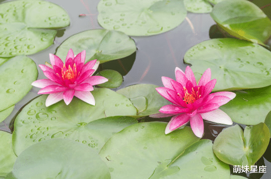 白羊座|未来15天，运势大旺，4属相有望升职加薪，好运滚滚，万事如意