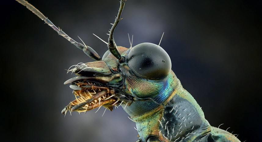 昆虫|人类苦苦寻找的“外星人”,竟然就生活在我们身边,还最常见!