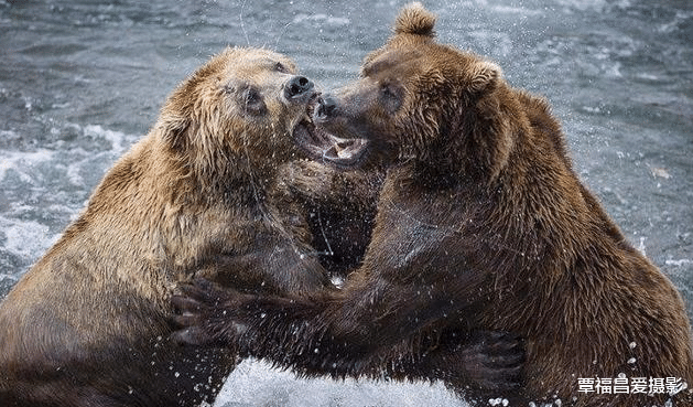 显微镜|为什么俄罗斯的狗熊看起来不那么凶，甚至和人类玩得很好？