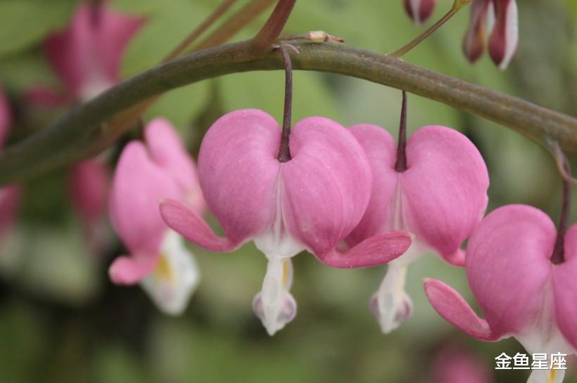 「生肖」吉星庇护，6月29号大发横财，日子有钱赚的3生肖，福泽深厚