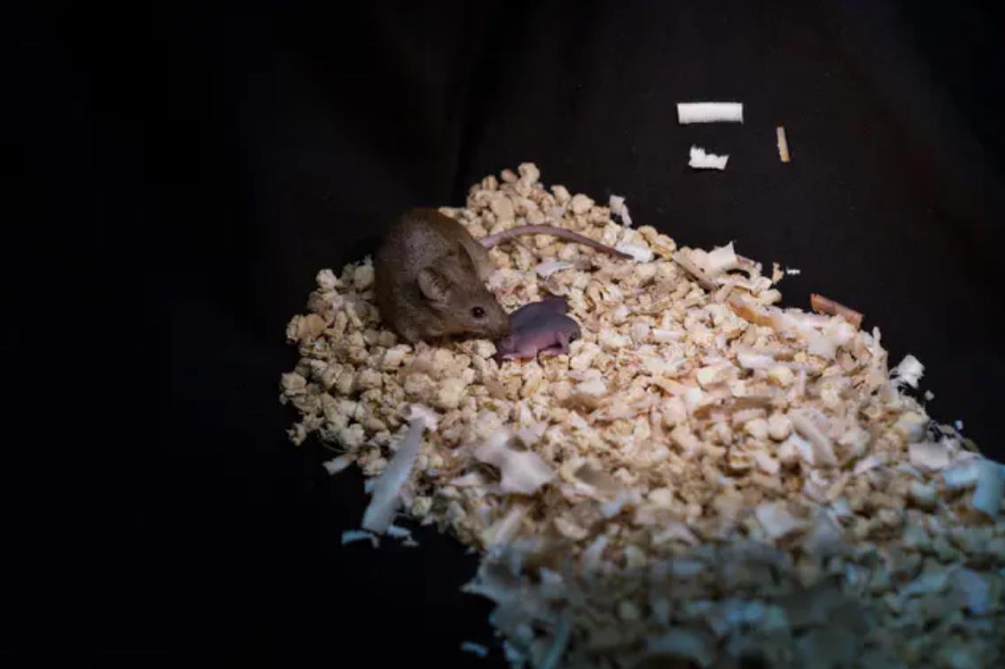 基因|同性老鼠已经生出了幼崽，人类离同性生殖还远吗？你能接受吗？