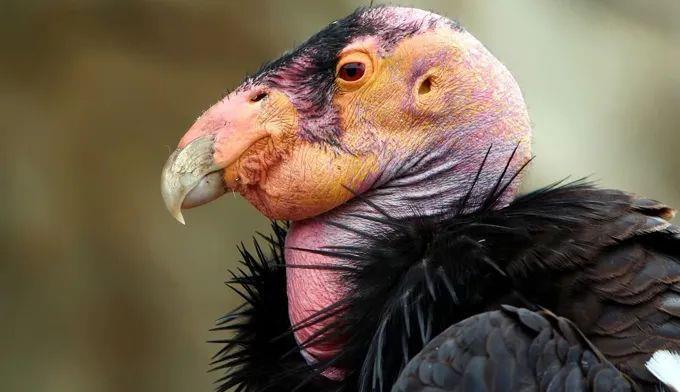 #黑洞#安第斯神鹰能猎杀美洲狮?爪子相当摆设,连食腐肉都勉强!