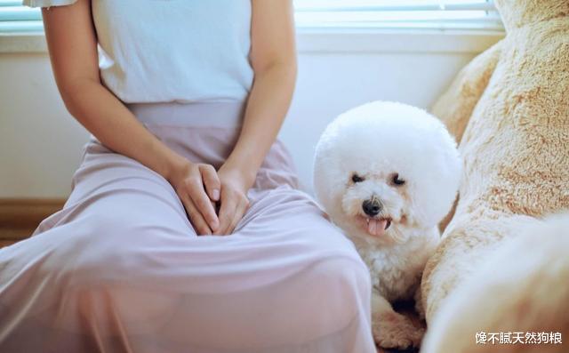 比熊睡觉的姿势，会暴露自己的性格与主人的关系！你家是哪种？