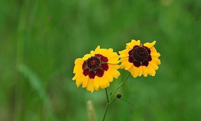 运势|10月开始，金银堆成山，财库丰隆，一帆风顺的4大生肖