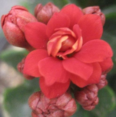 吉星|步入7月下旬，鸿运满天飞，4属相吉星伴身，日子越过越顺心