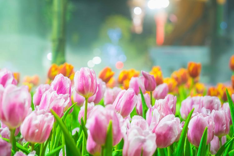 [巨蟹座]7月内，情传千里，青鸟助阵，爱意高涨，有望挽回旧爱的四大星座