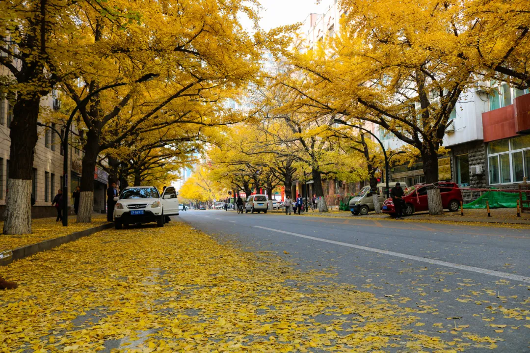 长白山|秋天的东北藏不住了，一组照片流出后，全世界都被惊艳了！