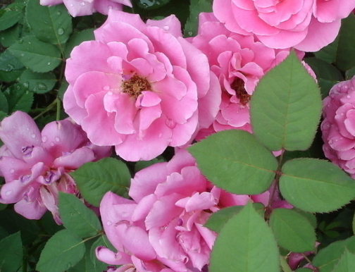 运势|10月份，4属相出门吉利，四面喜报传，喜多财旺桃花开，生活美好