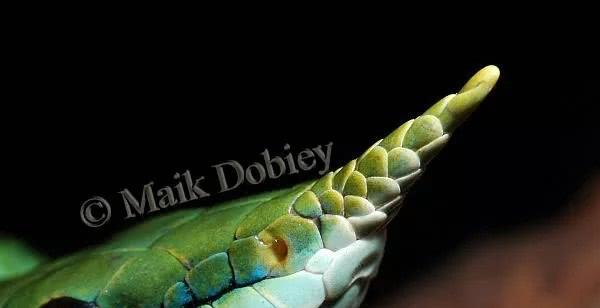 科学家@“鸡冠蛇”真的存在吗？长冠的蛇没有，长角的蛇倒有一些