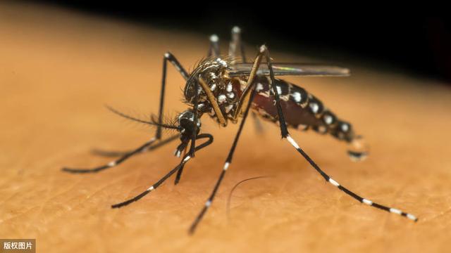 『』蚊子有很多天敌，但它最怕什么呢，克星是什么