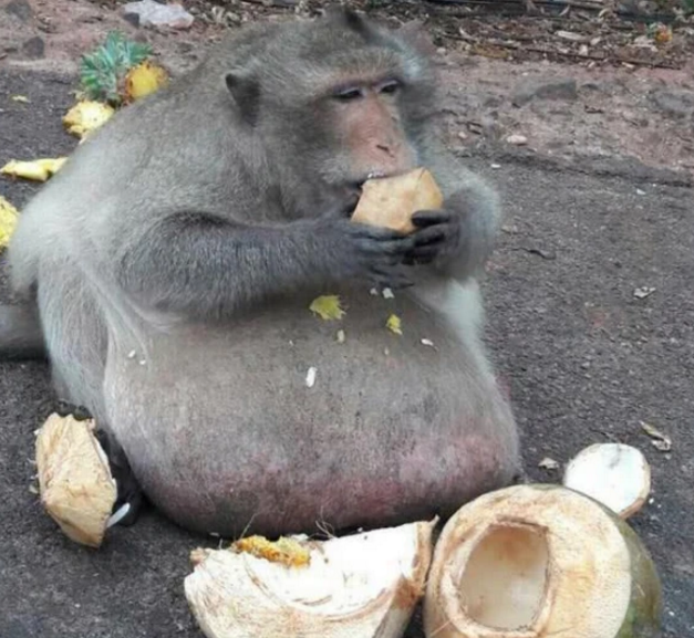 |它是动物园的猴子，被游客疯狂喂食物“胖成猪”，减肥后结果怎样