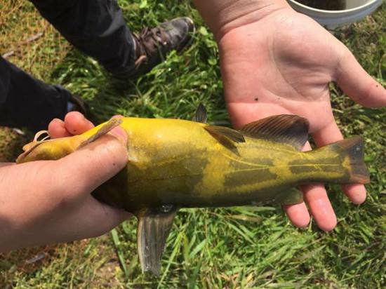 |这鱼身上有尖刺,扎人生疼,如今大量养殖,二十多元1斤