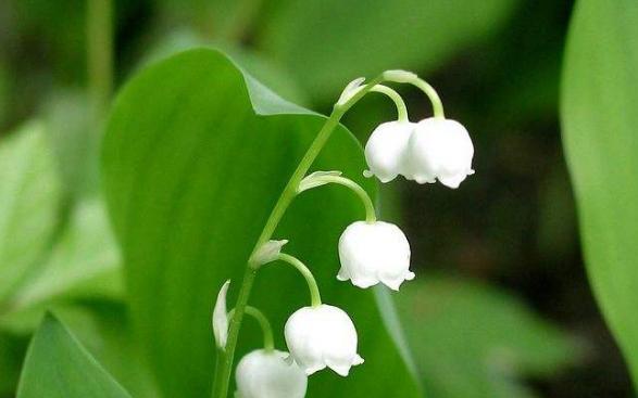 『天秤座』6月份,姻缘线出现,却好畏首畏尾,不敢相信缘分的星座