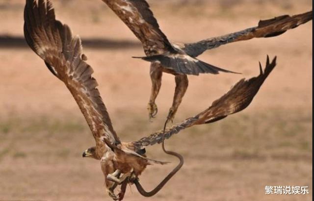 「毒蛇」原来在自然界蛇的克星有这么多