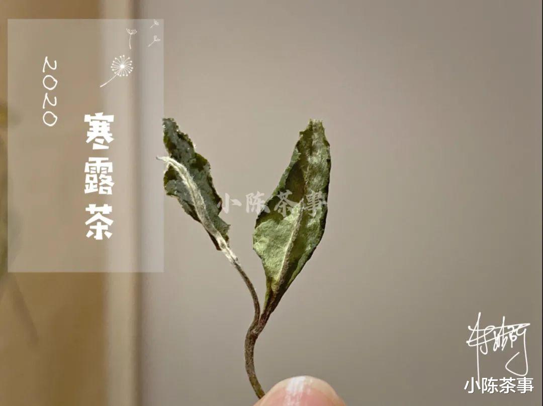 小陈茶事 资金充裕型、精打细算型、量体裁衣型,预算不同该如何挑选白茶?