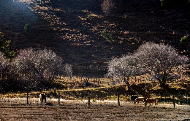 生肖|精益求精,锋芒毕露的三大星座,他们接近完美,却偏偏低调从容