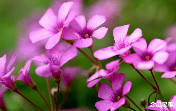 生肖@最近十天财气逼人，好事齐聚的3生肖，贵人支持，家庭幸福，安居乐业