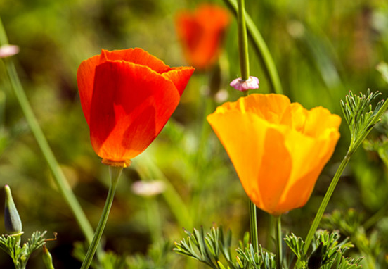 [运势]未来2个月，4属相运势一路高升，事业顺风顺水，步步高升