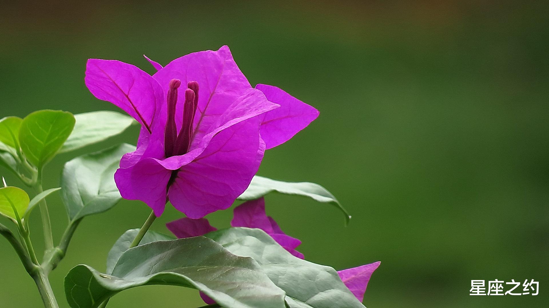 生肖|在11月上旬，蔷薇寄情，真爱降临，相见恨晚的三大星座
