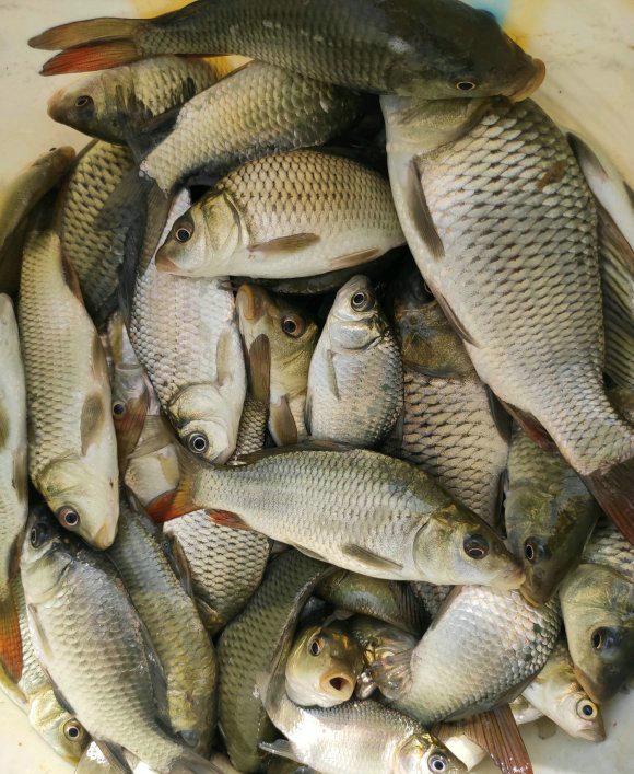 长江|鱼苗也钓？男子湘江支流钓起几十条鲤鱼，却都是小鱼苗