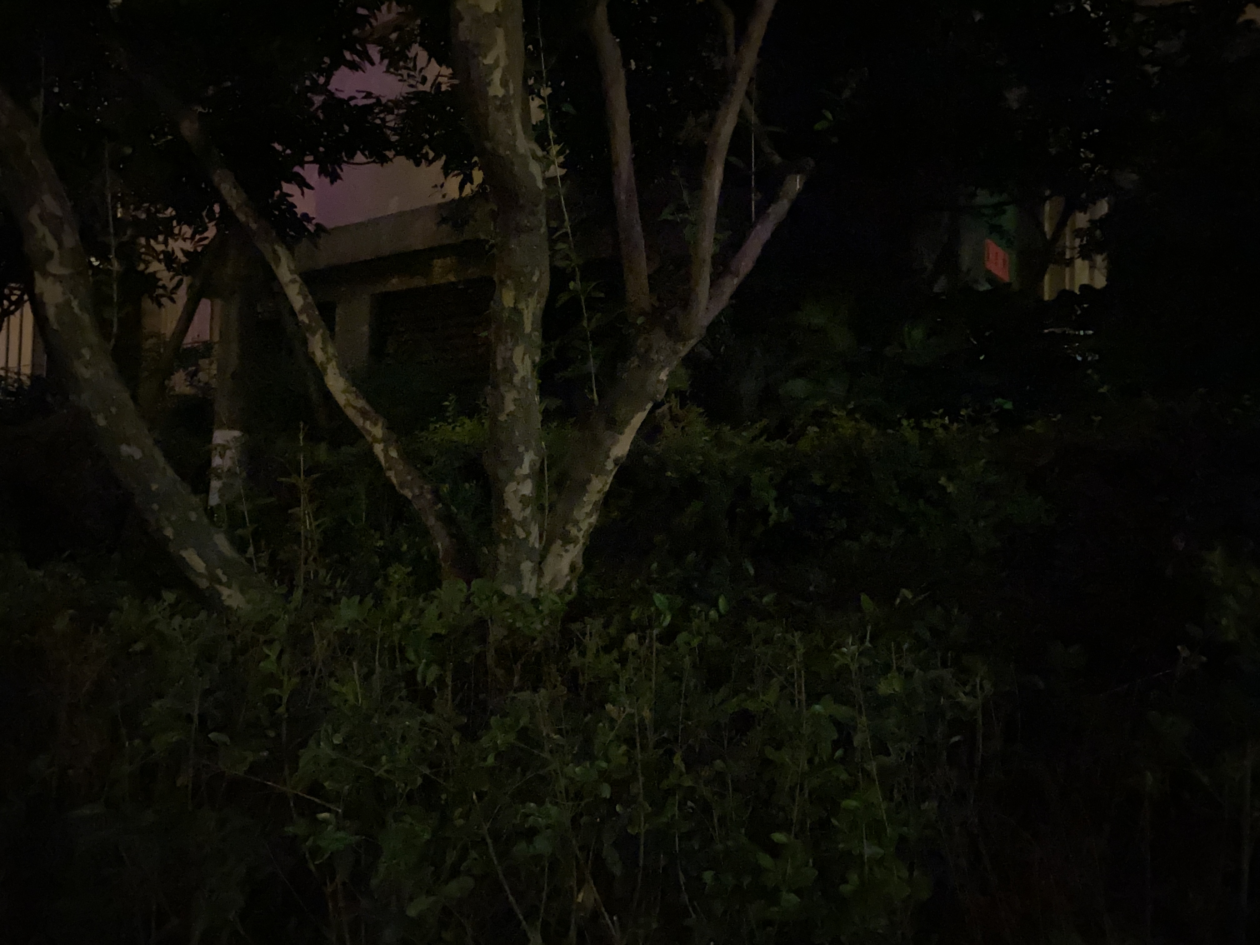 #iphone11#实拍对比，荣耀30 Pro+的夜拍表现能否战胜iPhone 11 Pro Max？