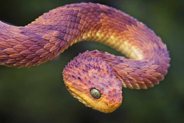 毒蛇：盘点那些奇异的蛇