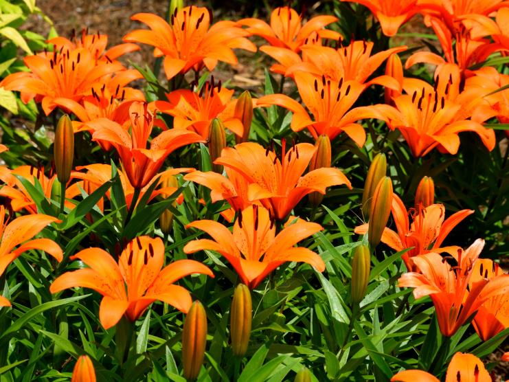 巨蟹座|11月上旬，桃花运上上签，月老送姻缘，4大星座喜结良缘要脱单