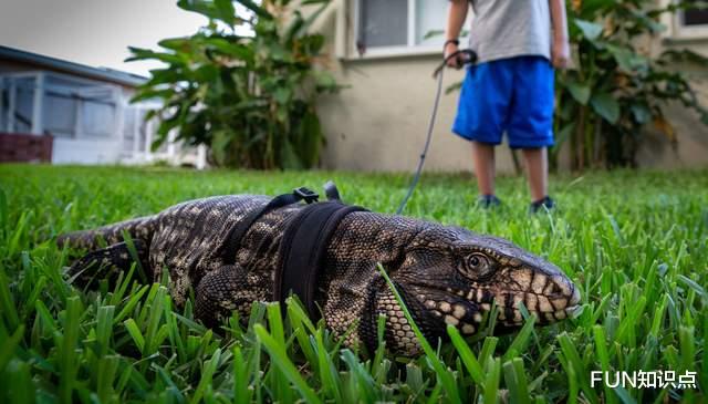 鳄鱼|“鳄鱼克星”入侵美国，身长1.2米，繁殖能力强，一窝下35个蛋
