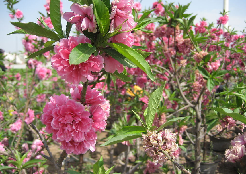 ▲3个生肖6月上旬偏财运超好，梦想成真，买彩票都能中大奖