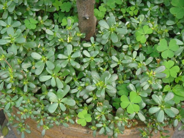 「马齿苋」天然的长寿菜~马齿苋,穷人的救命草,富人的座上宾