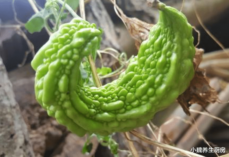 『火锅』买苦瓜时，挑直的还是弯的？老菜农说漏了嘴，以后别再乱买了