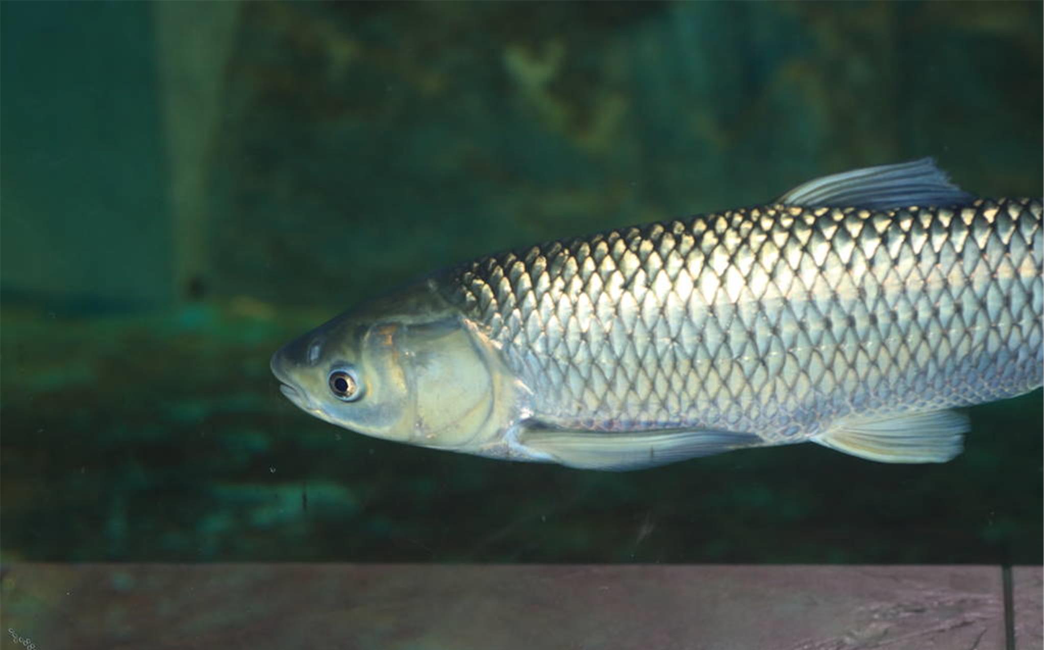 玉米@夏天来了，草鱼怎么钓？这3种方法，助你钓草鱼时露一手