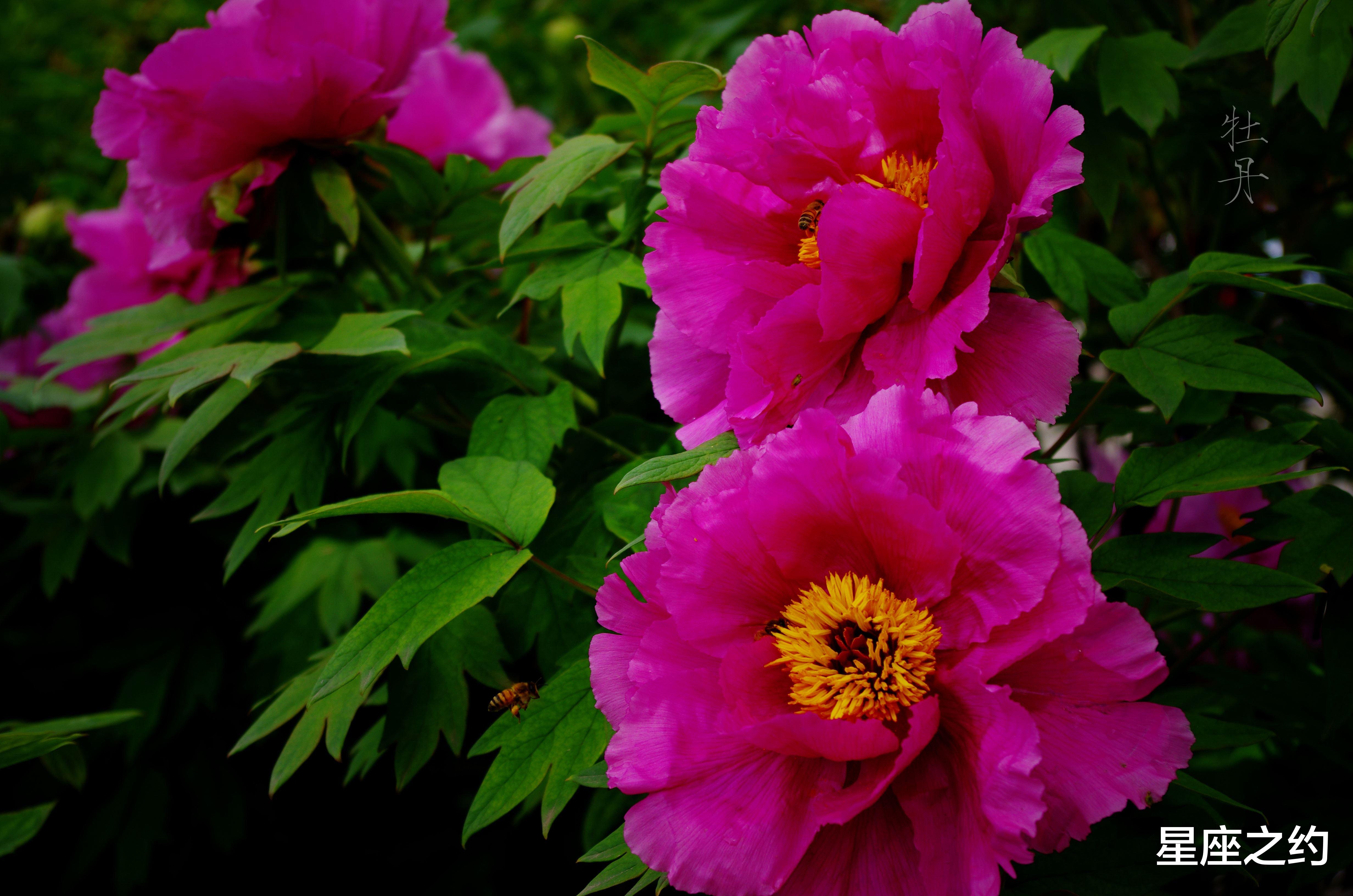 |在8月下旬，桃花渐开，敞开心扉，真心相待的三大星座