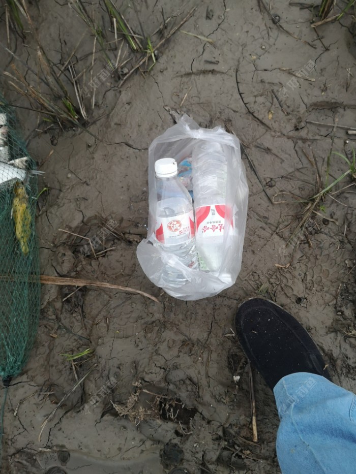 鲫鱼|许久不见，甚是想念